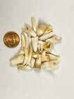 Wholesale Lot Of 25 Alligator Teeth Louisiana Gator Authentic