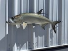 40  Tarpon Half Mount Fish Replica - Quick Production