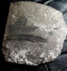 Palaeorhynchus - Extremely Rare  Big Fossil Fish