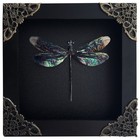 Taxidermy Dragonfly Real Insect Framed Black Display Case Nature Lovers Gift Art