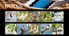 Gb 2025 Ducks Stamp Presentation Pack Mint Unaffixed  Issue Date 11 09 2025