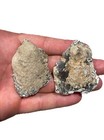 Agatized Coral 2 Piece Split Fossil Tampa Bay Florida