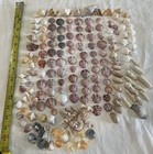 180 Lot Sea Shells Sanibel  Fl Smaller Size  Type  Color Seashell Crafts Collect