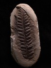 Mazon Creek Leaf Fossil  Coal City  Illinois