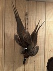Two New Ring Nick Pheasant Taxidermy Mounts