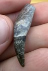 Gem Quality Cetacean Tooth Marine Mammal Fossil Summerville Sc
