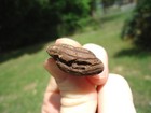 Unique Coprolite W  Sphincter Marks Florida Fossils Ice Age Fossil Poop Bones Fl
