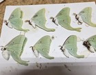 Lot Of 8 Summer Brood 2026 Luna Moths 