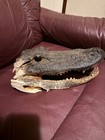 15  Real Alligator Head From 11  Alligator Florida