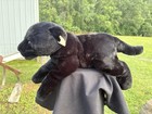 Vintage Toys R Us Animal Alley Black Panther Plush 17  Childhood Plushie