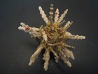 Monster   plococidaris Verticillata  79 6mm philippine Sea Urchin