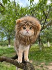 Pet Cat Kitten Dog Lion Mane Wig Costume Hat Ears Fancy Party Size S