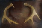 White Tail Deer Antler 8 Point   was Removed From A Taxidermy Deer 