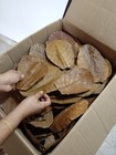 Dried Indian Almond Leave Capatta Ketapang Leaf Breeding Betta Fish Tank