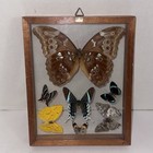 Real Blue Morpho Butterfly Double Sided Specimen Display Artwear Miami Beach
