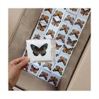 Real Butterfly Specimens  Butterfly Specimens Of Different Colors And Styles    