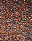 750 Premium Fresh 2025 Spring Seasons Live Ladybugs  Now In Stock