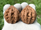 Hand Massage Ball Mt  Chin Eight Ridges Lantern Qiu Wenwan Walnut