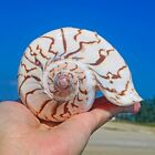 Large Noble Volute Seashell Conch Shell Rare Real Beach Home Deco 4 5-5 5  Large