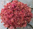  Live Sphagnum Moss Raspberry Crisp 3 4 Sandwich Bag  Fresh Cleaned Maine 