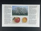 Canada Fdc 1995 Trees   Flowers Horse Chestnut Block Of 4 Wineland 90c