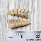 2 Small  Rattlesnake Rattles   8354    Taxidermy Diamondback Sidewinder