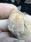 Cretaceous Age Crab From Eagle Ford Fm  Lake Leesville Dallas Tx Wolf Family