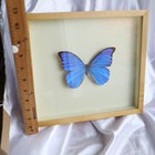 Real Framed Blue Morpho Didius Butterfly - 10x10 Riker Mount