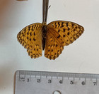 Nymphalidae Argynnis Auresiana Astrifera      female    morocco mounted  