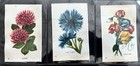 Tobacco Silks  Lot Of 11  Flowers In Bloom