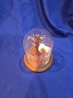 12 Thimble Glass Display Dome With Wooden Base 