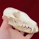 5pcs set Real Fox Skull Taxidermy Real Bone Skeleton Halloween Decoration Gift