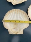Set Of 5 Natural Mexican Deep Cup Scallop Shells 6 Inches