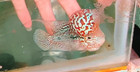 Exotic Flowerhorn Kamfa F3 Vibrant Color   Unique Shape   Live Fish  27
