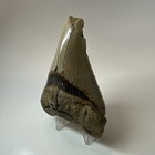 Megalodon Shark Tooth 4 17 Inch - Serrated - Feeding Damage - Real Fossil 19566