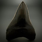 Very Large Lower Serrated 5 14    Fossil Megalodon Shark Tooth - Sc River Tooth