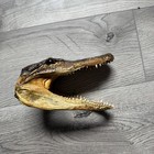 Oddity Real Alligator Head Taxidermy Glass Eyes  5 5  Open Mouth Swamp  Creature