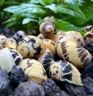3 Pumpkin Bumblebee Nerite Snails  clithon Sowerianum  Freshwater Snails