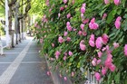100 Colored Climbing Roses Seeds Rosebush Changmi Rosa Multiflora Garden Flowers