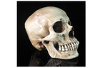 Human Skull Medical Replica Anatomical Skeleton Model Realistic Halloween Party