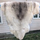 Reindeer Deer Hide Pelt Taxidermy Rug Decor Log Cabin Rustic Hunting  49 x27  