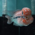 Super Red Dragon Flowerhorn Male 4 5  Inch King Kamfa Big Kok  srd03  H26-02