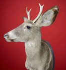 Whitetail Deer Head Mount 4 Point 