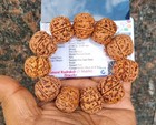 5 Mukhi Rudraksha   Five Face Rudraksh Bracelet -11 Nepal Beads 24 Mm -certified