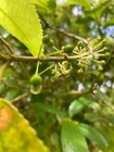 Mahoe - 50 Seeds - Melicytus Ramiflorus - Whiteywood - Nz Native