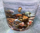 10   1 Ramshorn Snails Freshwater Clean Up Crew Blue Pink Red Brown Gold Leopard