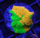 Diyreefer Live Coral Wysiwyg Green Goblin Jawbreaker New Release See Description