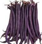 Royal Burgundy Green Bush Bean Seeds Nogmo Garden Highgermination Plant Heirloom