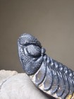 65mm Fossil Trilobite Austerops Form Devonian Morocco For Collection