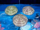 Three  3  2-1 2 To 3  Alfonso Sea Urchin Sea Shells Beach Decor Tropics Craft